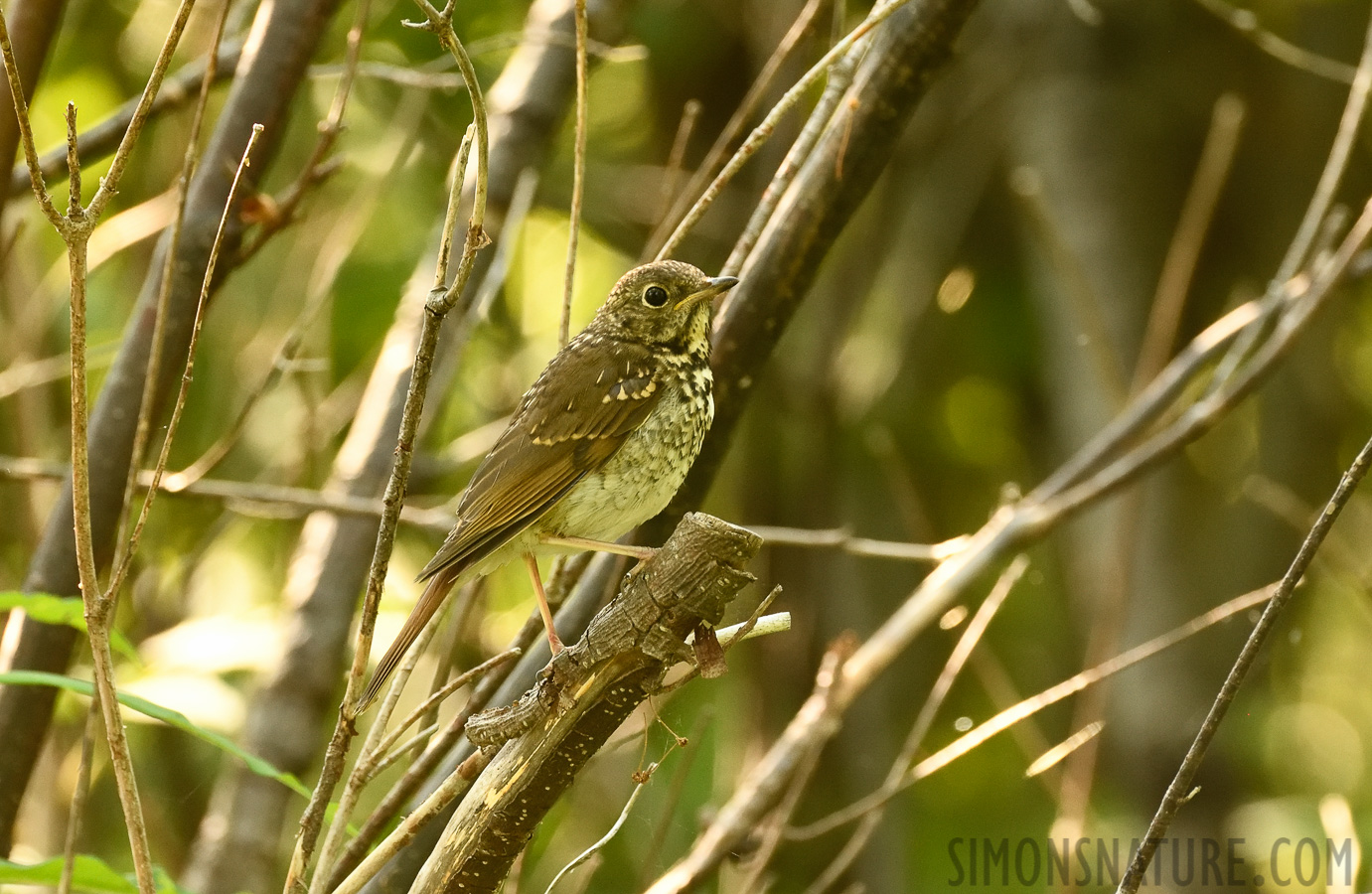 Catharus guttatus [400 mm, 1/160 sec at f / 7.1, ISO 1600]